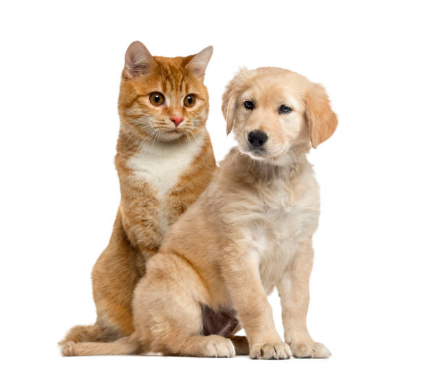 istock Dog puppy and cat sitting, isolated on white 823792532
