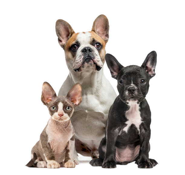 istock Three dogs sitting and facing the camera, isolated on white 823792546