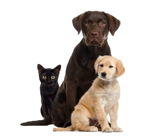 istock Cat and dogs sitting, isolated on white 823792580