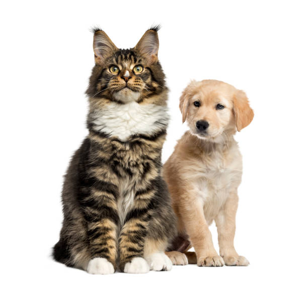 istock Cat and dog puppy sitting, isolated on white 823792608