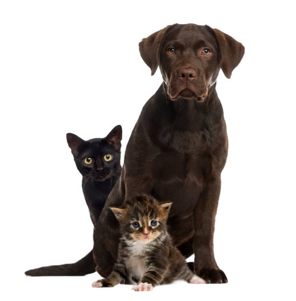 istock Cats and dog sitting, isolated on white 823792764