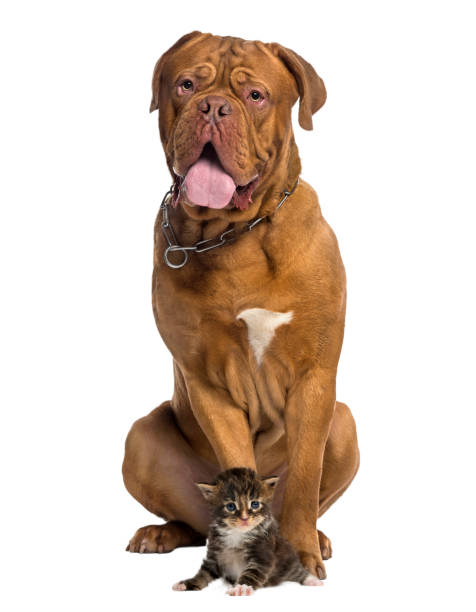 istock Dog and cat sitting, isolated on white 823792816