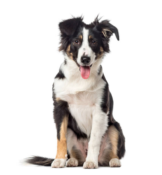 istock Puppy Border Collie panting, 5 months old, isolated on white 823792876