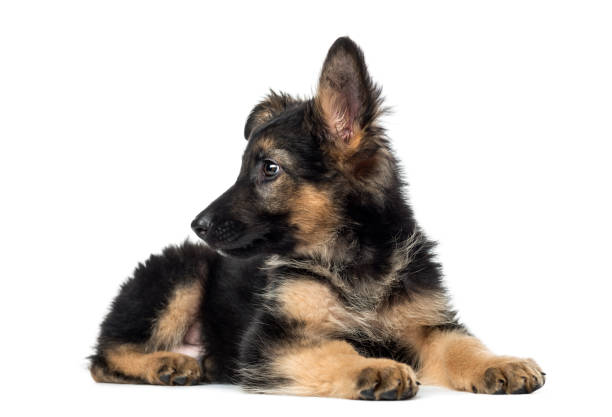 istock Puppy German Shepherd lying, 9 weeks old, isolated on white 823792890