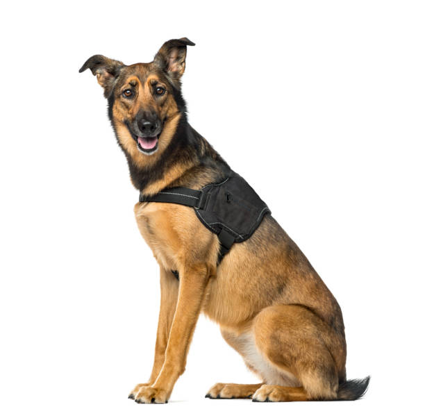 istock Belgian Shepherd Malinois with a security jacket sitting, 3 years old, isolated on white 823792976