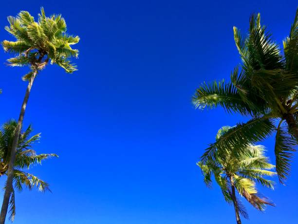 istock Palms in the cloudless sky at Bora Bora 823795900