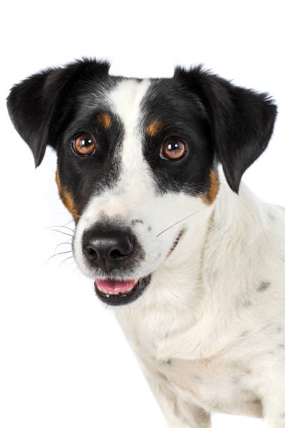 istock Jack Russel dog head grins with mouth open 823800742