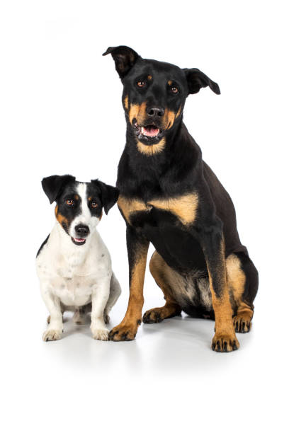 istock Jack Russel and Rottweiler two dogs sit attentively 823800760
