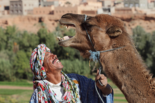 Smiling north african and his camel