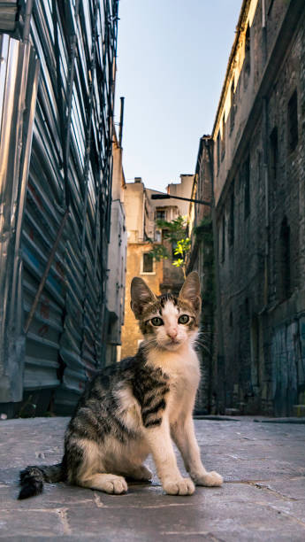 Dirty homeless cat