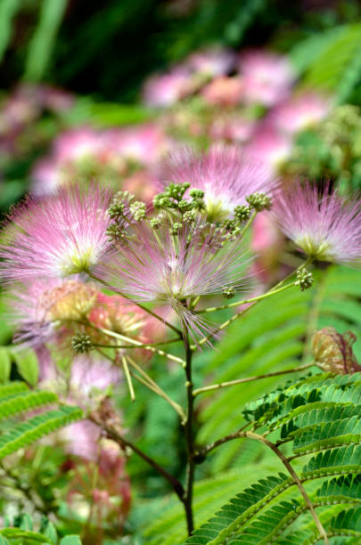 Mimosa Albizia julibrissin Mimosa Albizia julibrissin foliage and flowers in the park plant city photos stock pictures, royalty-free photos & images