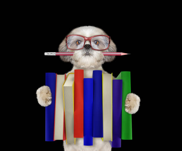 istock Cute shitzu dog holding a big stack of books -- isolated on black 823810748