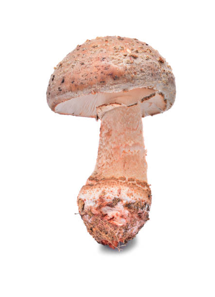 amanita rubescens, the blusher mushroom amanita rubescens, the blusher mushroom isolated on white background amanita rubescens stock pictures, royalty-free photos & images