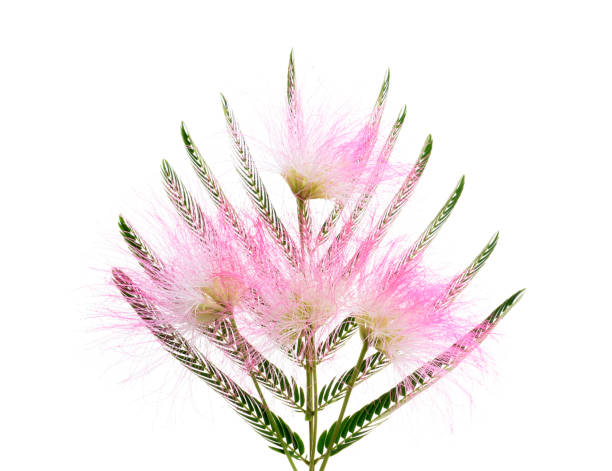 Mimosa Albizia julibrissin Mimosa Albizia julibrissin foliage and flowers isolated on white background plant city photos stock pictures, royalty-free photos & images