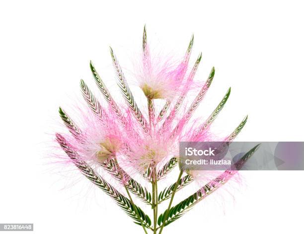 Mimosa Albizia Julibrissin Stock Photo - Download Image Now - Andrew Flower, Bulgaria, Gulf Coast States