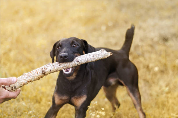 istock Blurred autumn background with a dog holding a stick. 823819114
