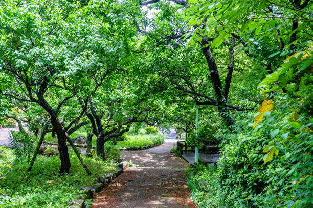istock Atami plum garden promenade after the rain 823819732