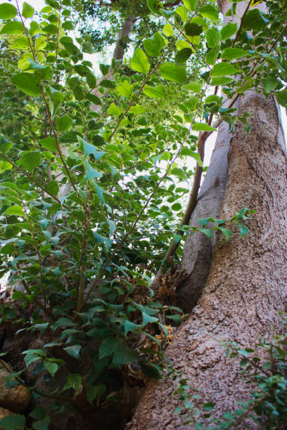 istock Hiking in Israel 823823104