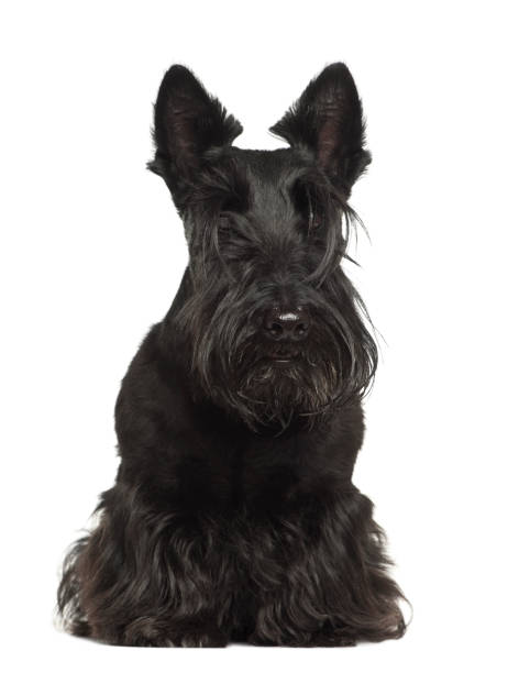 istock West Highland White Terrier, 4 years old, sitting against white background 823826442