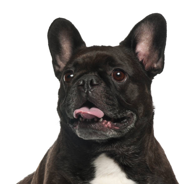 istock French Bulldog, 5 years old, against white background 823826476