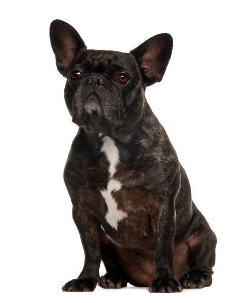 istock French Bulldog sitting against white background 823826694