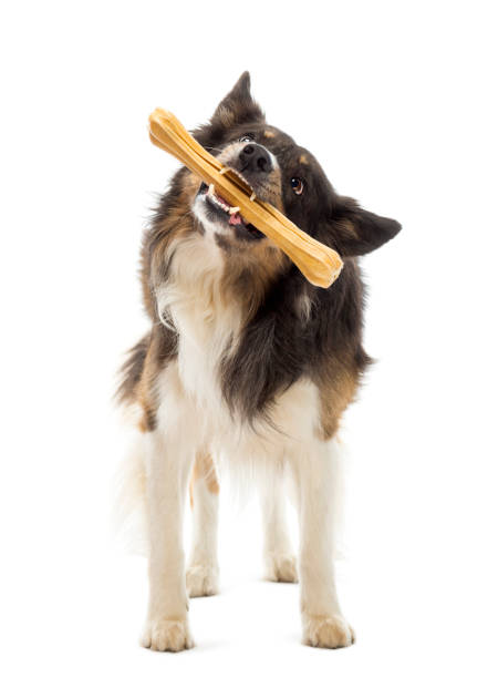istock Border Collie standing and chewing bone against white background 823826972