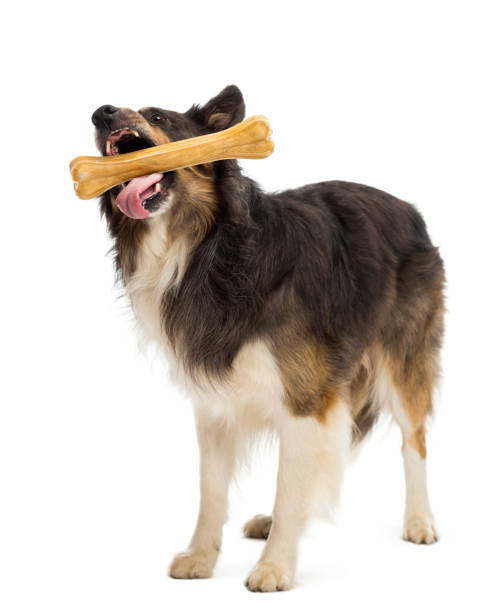 istock Border Collie standing and chewing bone against white background 823826984