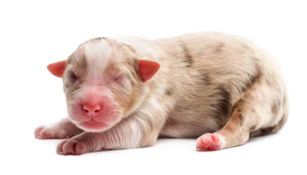 istock Australian Shepherd puppy, 1 day old, lying against white background 823827012