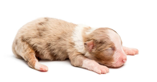istock Australian Shepherd puppy, 10 days old, lying against white background 823827216