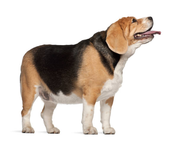 fat beagle, 3 anni, in piedi su sfondo bianco - full length indoors food nobody foto e immagini stock