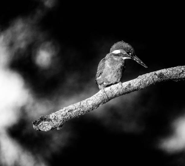 istock Classic black and white photo of alert kingfisher perched on branch looking down for fish. 823829794