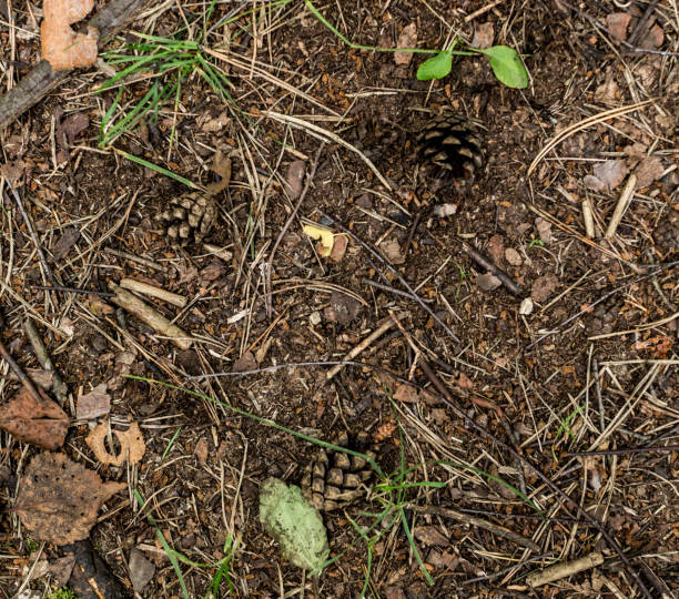 円錐形で山林地。背景、テクスチャ - brown pine cone seed plant ストックフォトと画像