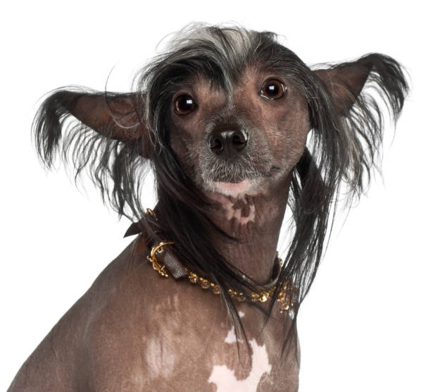 istock Chinese Crested Dog, 1 year old, sitting against white background 823829836