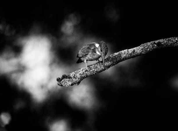 istock Classic black and white photo of alert kingfisher perched on branch looking down for fish. 823829930