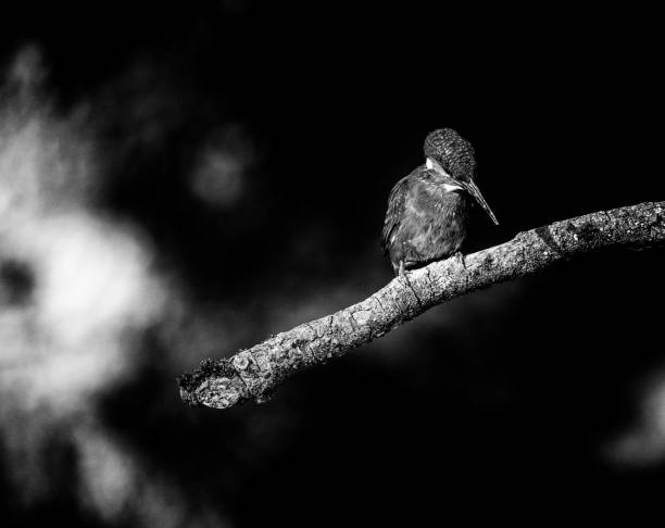 istock Classic black and white photo of alert kingfisher perched on branch looking down for fish. 823829996