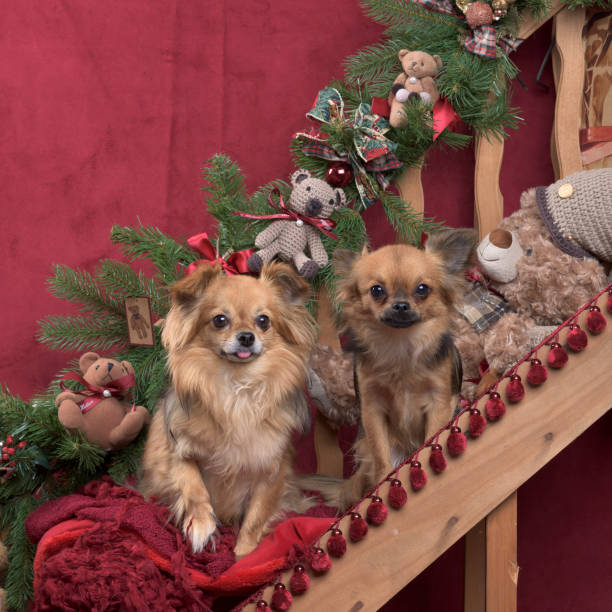 istock Two chihuahuas sitting, in christmas decorations 823831384