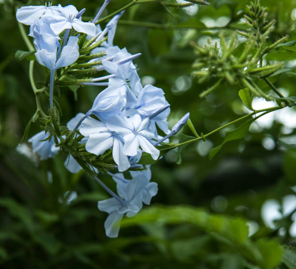 Blue Jasmine Flower Up Close Stock Photo - Download Image Now