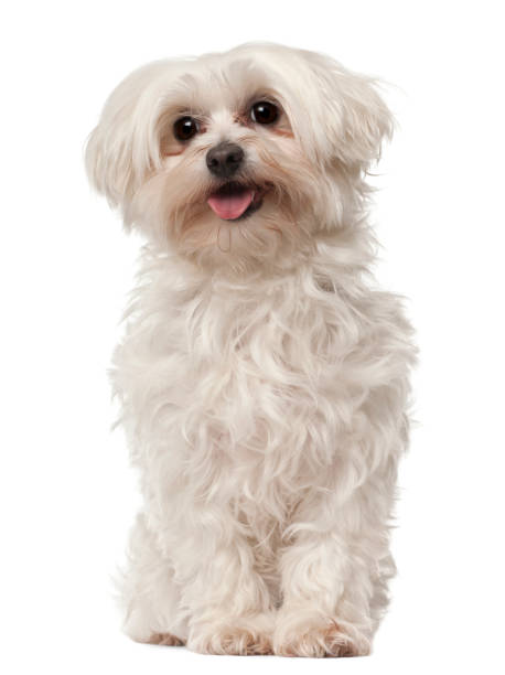 istock Maltese, 6 years old, sitting in front of white background 823831678
