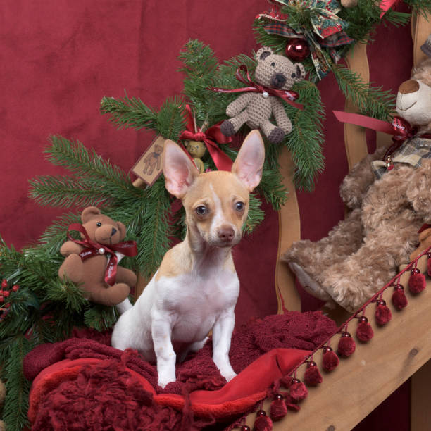 istock Chihuahua sitting in Christmas decoration 823832026