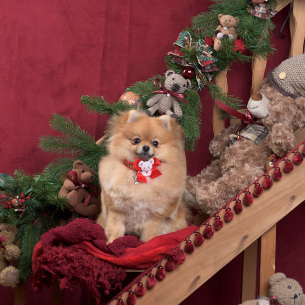 istock German spitz in Christmas decoration 823832366