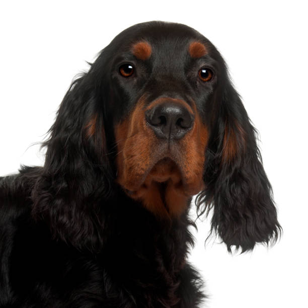 istock Gordon Setter puppy, 6 months old, in front of white background 823832368