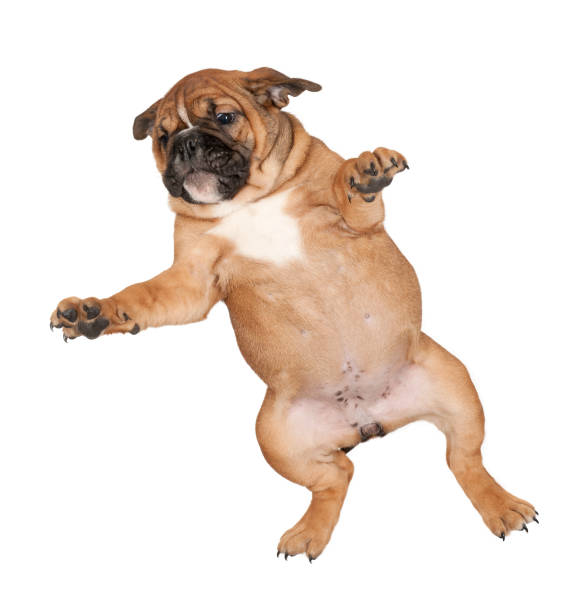 istock Flying Boxer puppy against white background 823832388