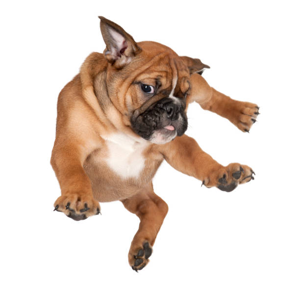 Flying Boxer puppy against white background