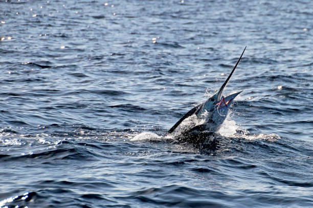 istock Marlin sailfish, pacific ocean, Costa Rica 823832842