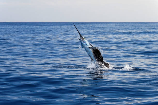 istock Marlin sailfish, pacific ocean, Costa Rica 823832914