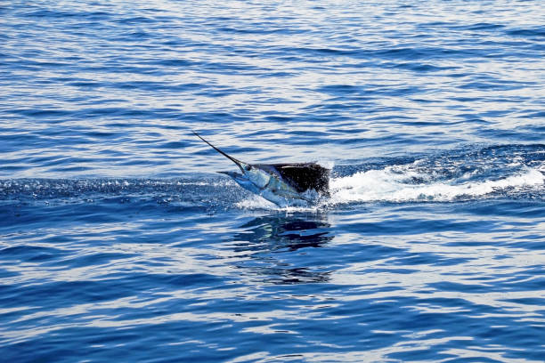istock Marlin sailfish, pacific ocean, Costa Rica 823833034