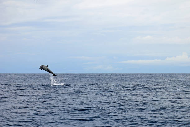 istock Common dolphins jumping, Costa Rica 823833118