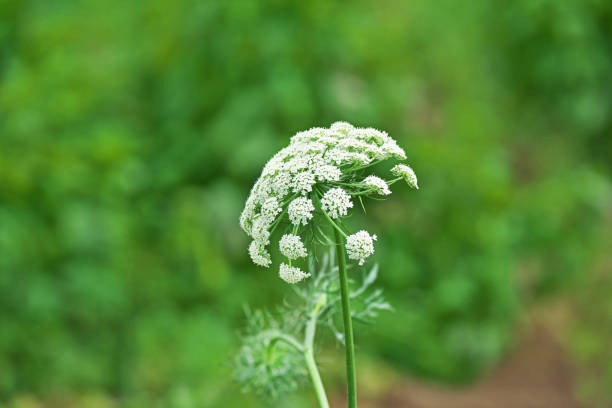 Flower of the carrot
