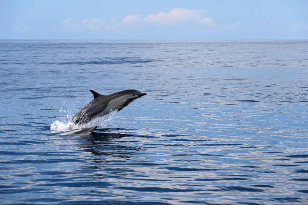 istock Common dolphins jumping, Costa Rica 823835286