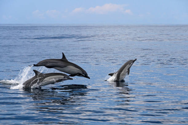 Common dolphins jumping, Costa Rica Common dolphins jumping, Costa Rica, Central America animals breaching photos stock pictures, royalty-free photos & images